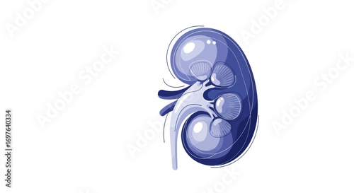 Stylized kidney anatomy illustration for medical education and healthcare content creation