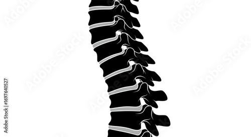 Stylized vertebral column illustration showcasing spinal anatomy and medical illustration