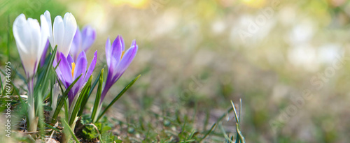 beautiful violet and white crocus flowers  blooming in a meadow at springtime in alpine mountain with empty space