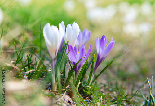 beautiful violet and white crocus flowers  blooming in a meadow at springtime...