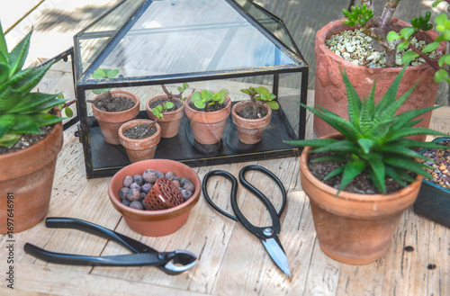 seedling of succulent plants in little greenhouse on wooden table with potted...