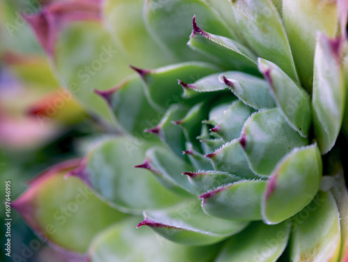 close view on green and  fleshy leaf  of succulent plant a houseleek