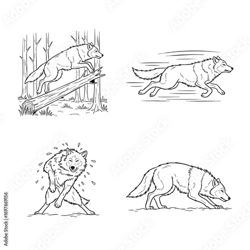 Handdrawn collection of a wild wolf in four different poses jumping running scratching and stalking.