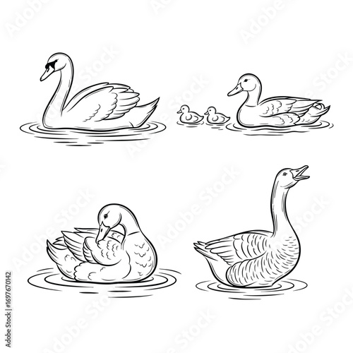 Handdrawn sketch collection of various waterfowl featuring a swan a mother duck with ducklings a preening duck and a goose swimming in water.