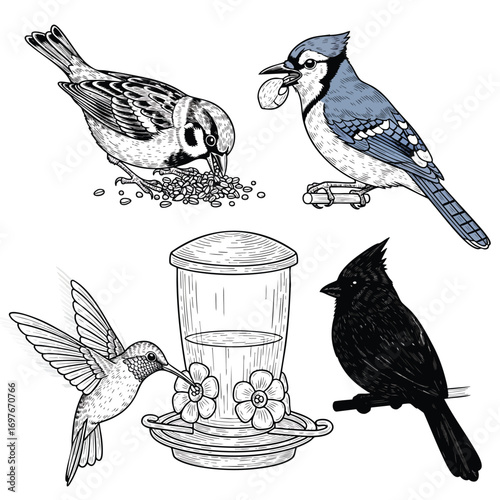 Handdrawn collection of North American backyard birds including a Blue Jay Cardinal Sparrow and Hummingbird with a feeder.