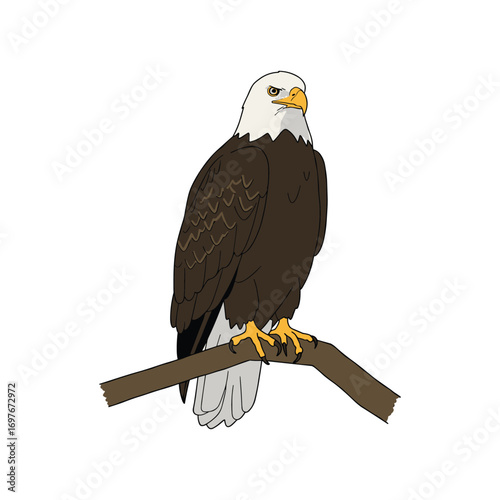 Majestic bald eagle perched on branch with striking gaze – stock vector flat illustration