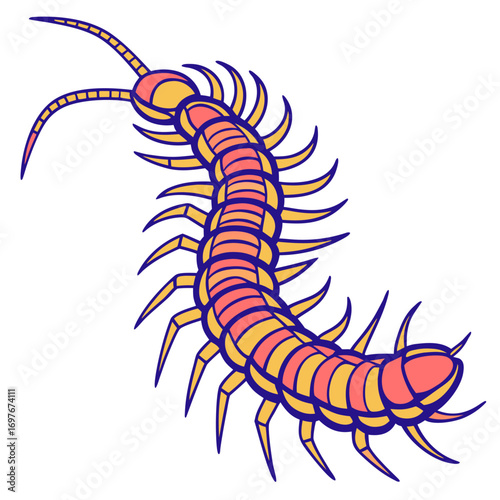 Illustration of a centipede, crawling insect