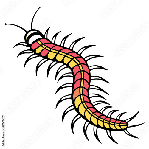 Illustration of a centipede, crawling insect