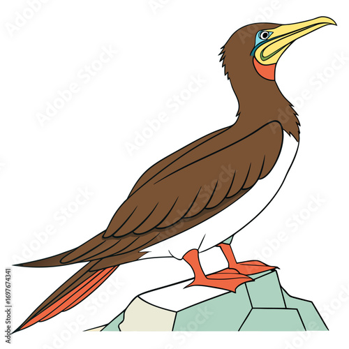 Brown booby standing on a rock illustration