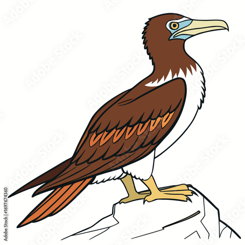 Brown booby standing on a rock illustration