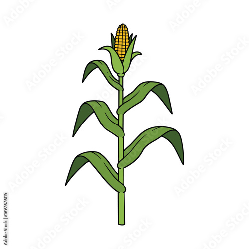 Green corn stalk with yellow ear featuring husks and leaves – stock vector flat illustration