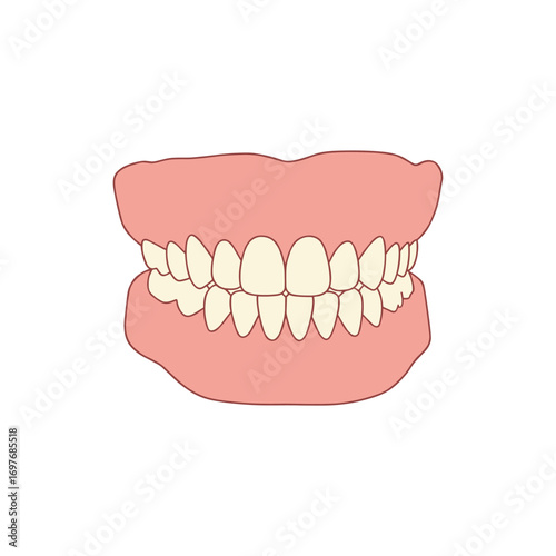 Cartoon illustration of full set of human teeth in gums – stock vector flat illustration