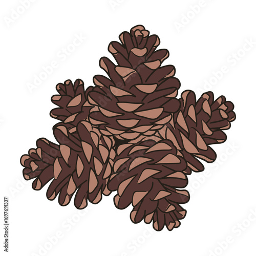 Cluster of brown pine cones – stock vector flat illustration