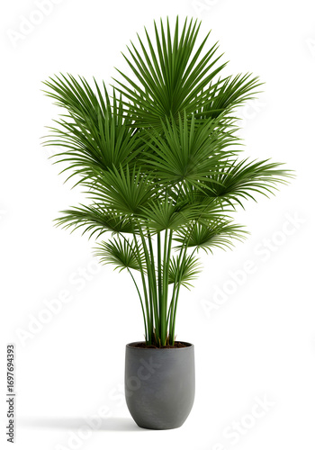 Tropical Palm Plant in Pot – Tanaman Palem Tropis dalam Pot