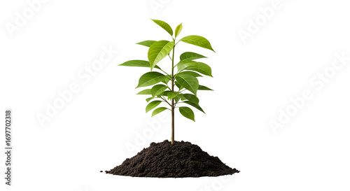 Small tree sapling growing in soil isolated PNG with Transparent Background