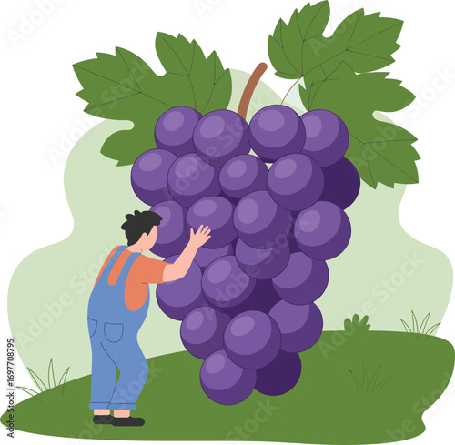 Farmer harvests giant purple grapes in lush green field agricultural scene illustration