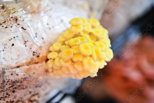 Young yellow oyster mushrooms sprouting from a grow bag