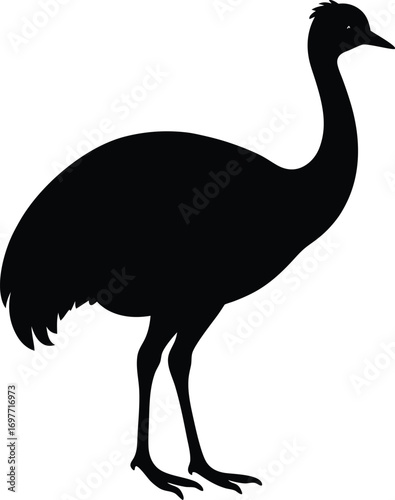 Emu Bird vector on transparent background