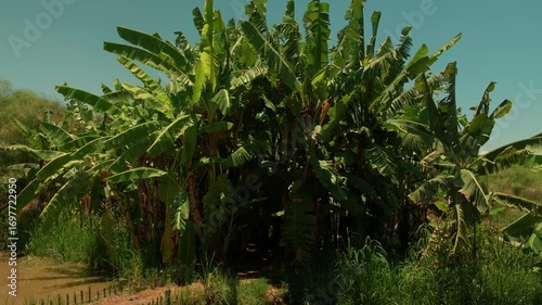 Wallpaper Mural Bright green banana palm leaves sway in wind against blue sky Torontodigital.ca