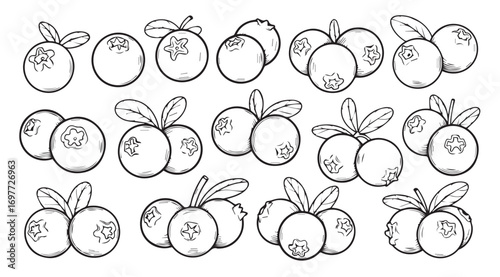 Collection of hand drawn blueberry illustrations with leaves silhouette