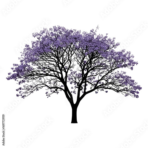 Silhouette of a jacaranda tree with purple blossoms
