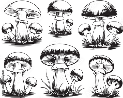 Collection of Detailed Mushroom Illustrations on Transparent Background Vector Art