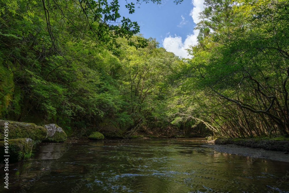 Obraz premium 夏の岳切渓谷、森林と川の風景