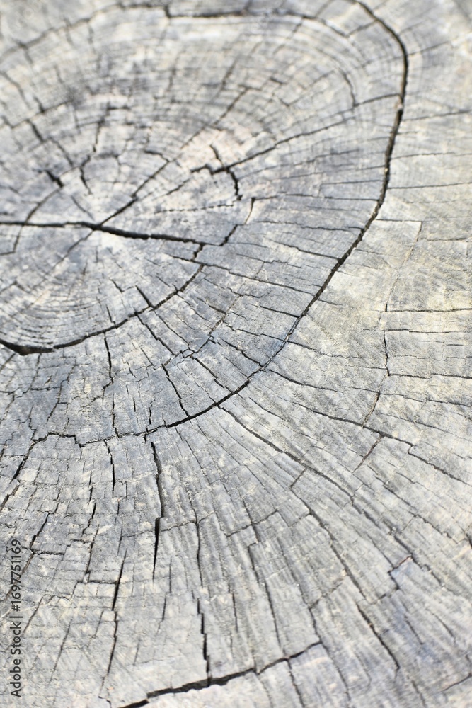 Fototapeta premium old wood texture