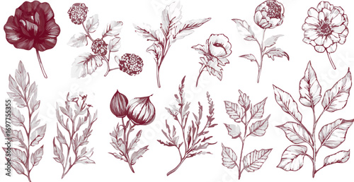 Collection of delicate hand drawn botanical illustrations featuring red flowers and greenery