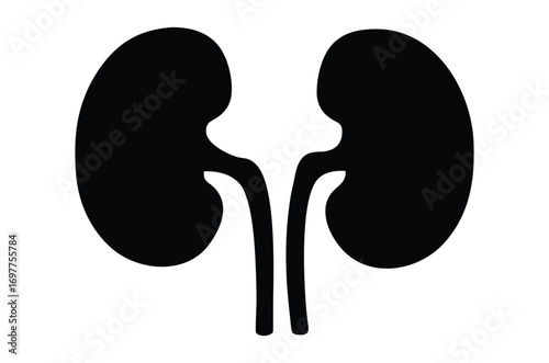 Human kidney silhouette vector, human kidney icon