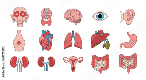 Collection of human internal organs anatomy medical illustration poster