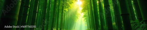 Serene sunlight filters through a dense bamboo grove, creating a mystical atmosphere Tall, slender stalks reach towards the sky, casting long shadows on the forest floor , shadows, calm, sunlight