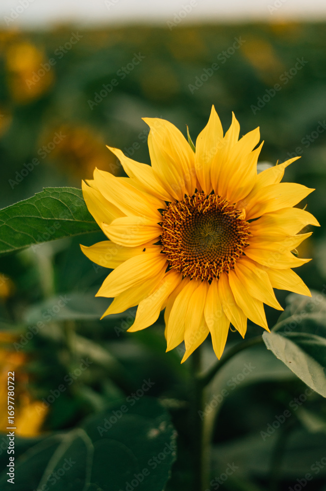 Obraz premium Close-up of a blooming sunflower