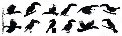 Animal bird toucan silhouettes set. vector illustration