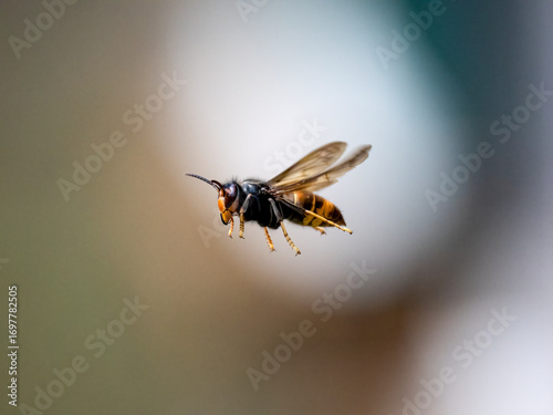 Asiatische Hornisse (Vespa velutina)