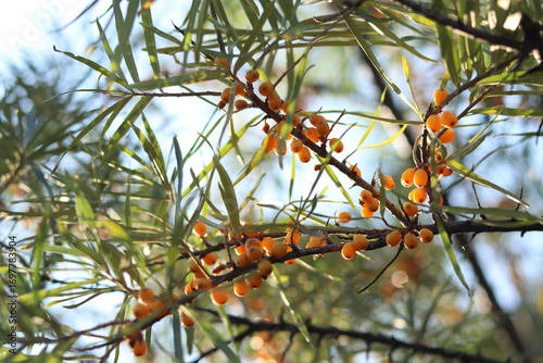 Close-up of sea buckthorn berries. Bright juicy sea buckthorn berries growing abundantly on branches. Natural background. Harvest. Orange ripe sea buckthorn berries among leaves with selective focus