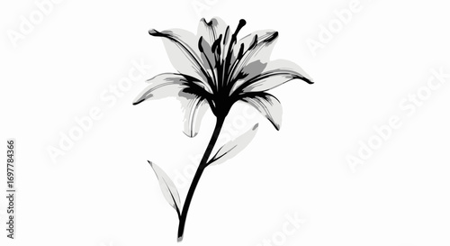 Elegant xray style image of a lily flower with delicate petals and stem on a clean white background creating a modern botanical illustration for design and decoration use