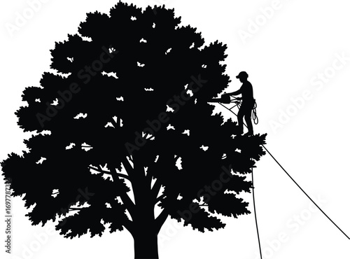 Arborist using lift to trim large tree, professional tree cutting service, safety gear, elevated work, outdoor arboriculture, tree maintenance