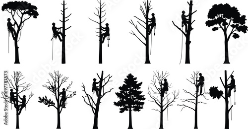 Multiple arborists climbing trees with safety gear, silhouette illustration of tree work, pruning, forestry maintenance, arboriculture, outdoor rope access jobs