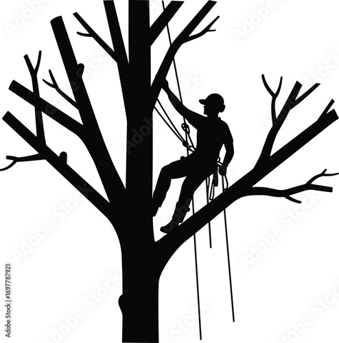 Silhouette of arborist climbing tree with safety harness, professional tree worker, tree trimming, outdoor work, forestry job, arboriculture safety