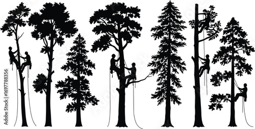 Silhouette of arborists climbing tall trees with ropes, tree workers using harness, forestry job, arboriculture safety, outdoor pruning work