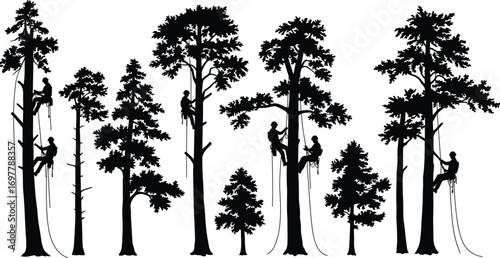 Silhouette of arborists climbing tall trees with ropes, tree workers using harness, forestry job, arboriculture safety, outdoor pruning work