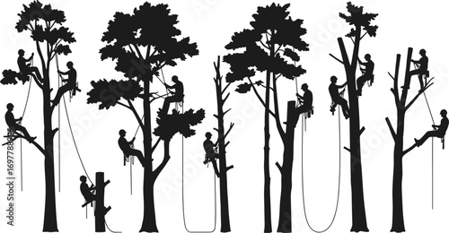 Silhouette of professional arborists climbing, cutting, and pruning trees using rope access, tree service, safety harnesses, arboriculture, outdoor work