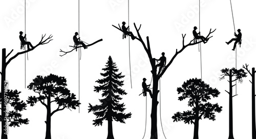 Silhouette of professional arborists climbing, cutting, and pruning trees using rope access, tree service, safety harnesses, arboriculture, outdoor work