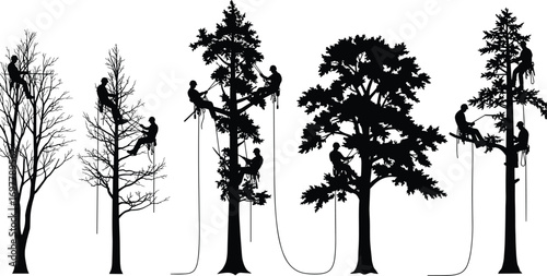 Team of arborists climbing trees using ropes, tree cutting and maintenance silhouettes, professional arboriculture workers, forest care, outdoor safety