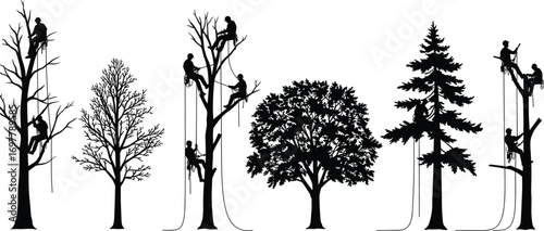 Team of arborists climbing trees using ropes, tree cutting and maintenance silhouettes, professional arboriculture workers, forest care, outdoor safety