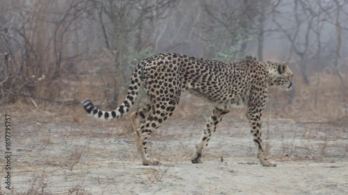 A female cheetah getting up and walking away