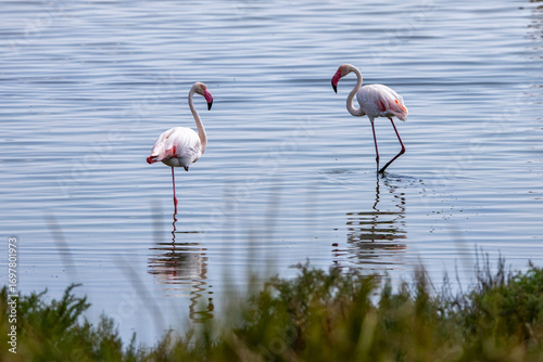 Photos Valli di Comacchio, Italy 08 25 2025 two flamingos wading in shallow lagoon waters, their reflections mirrored on the surface, symbolizing the rich wildlife of Emilia Romagna’s wetlands