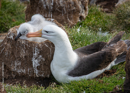Tableau sur toile Albatross nest in Falkland Islands