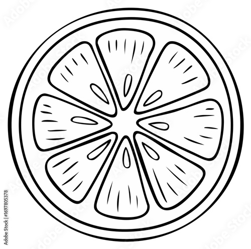 Hand-drawn citrus fruit slice illustration